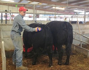 Theo brushing his steer