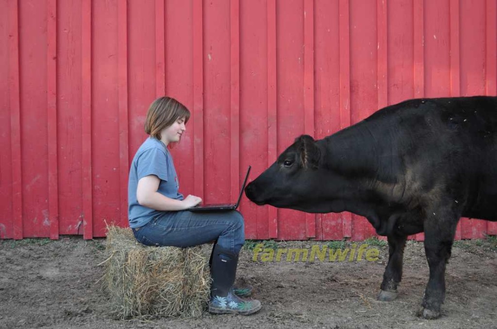 cow laptop