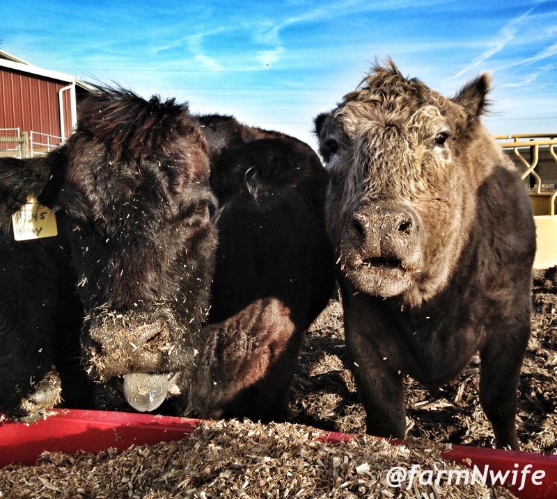 cows eating silage