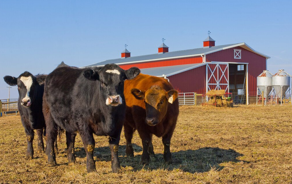 Morton Cattle Barn