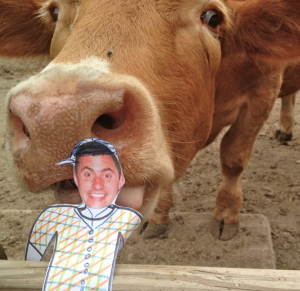 steer tasting ryan